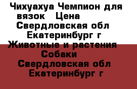 Чихуахуа Чемпион для вязок › Цена ­ 6 000 - Свердловская обл., Екатеринбург г. Животные и растения » Собаки   . Свердловская обл.,Екатеринбург г.